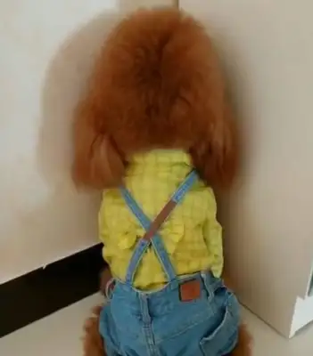 Teddy's been caught eating cake, and the owner's got a dog over his head