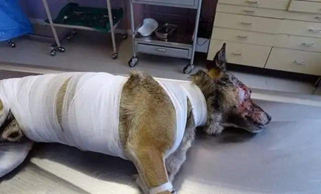 When the fire struck, the loyal dog ran into the fire to wake the master, and it was badly burned