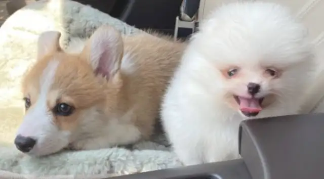 Bomi likes to go shopping with the owner. It's easy in the bag. Dogs: Too high