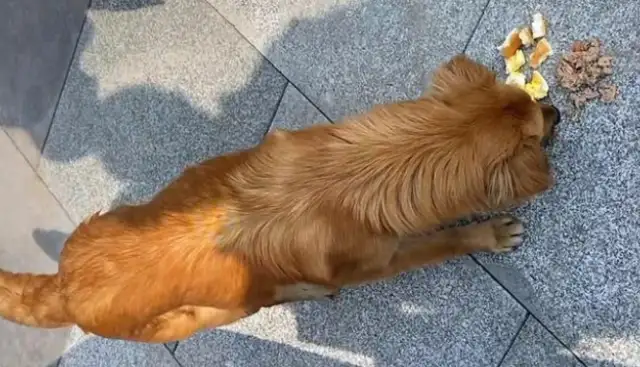 The dog who was abandoned, still pretended to have a master, was called a stray dog and left sad