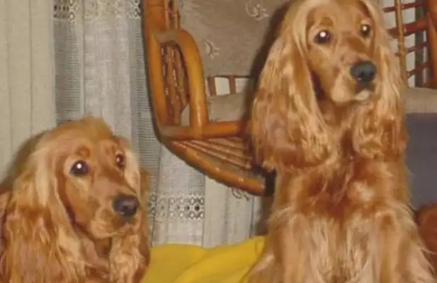 If you don't take care of the puppy over time, don't raise the dogs