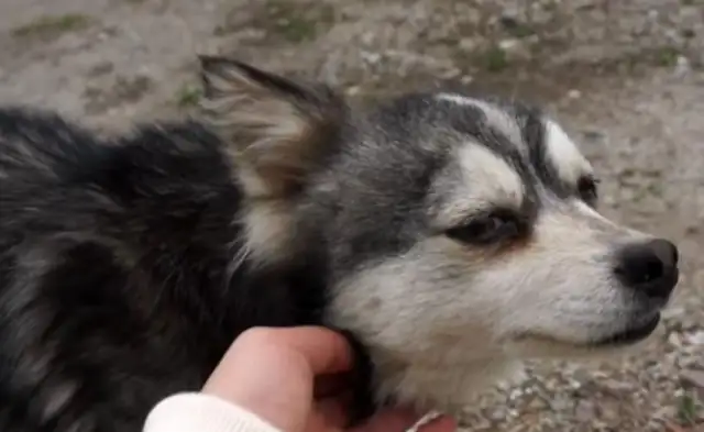 Abandoned in the mountains, scrawny bones feed on grass and still wait for the master to return