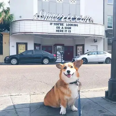 What's wrong with dogs? These dogs are so cute