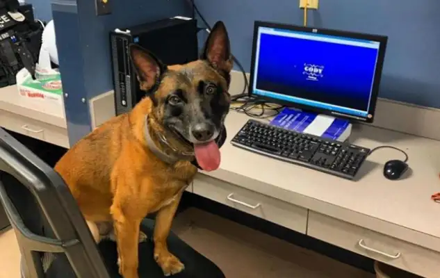 The dog's got a face! Cyber: It's like my stupid dog after work