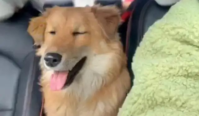The dog who was abandoned, still pretended to have a master, was called a stray dog and left sad