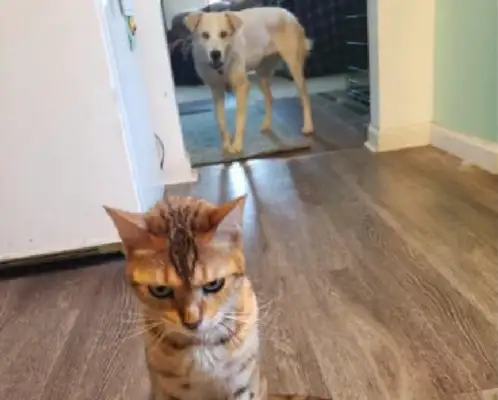The dog ate the calf food, the cat cried out to the owner, the cat: do justice for me
