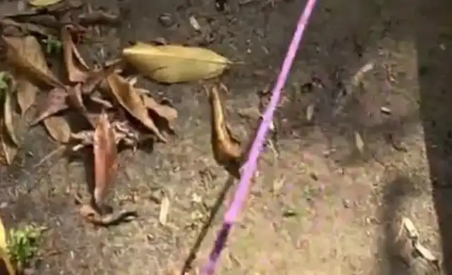Two pets and three dogs fighting