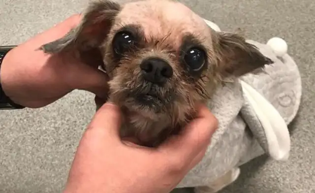 Dogs are forgotten. They can't be seen in a dirty bag