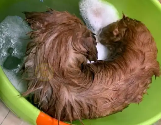 The dog who was abandoned, still pretended to have a master, was called a stray dog and left sad