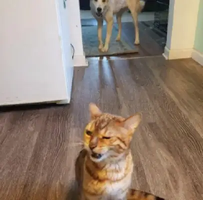 The dog ate the calf food, the cat cried out to the owner, the cat: do justice for me