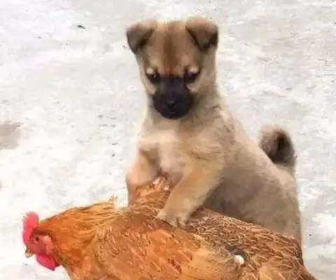 Little doggies don't like the old hens. Up there, they're a big punch