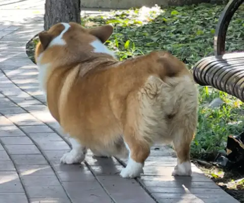 Two pets and three dogs fighting