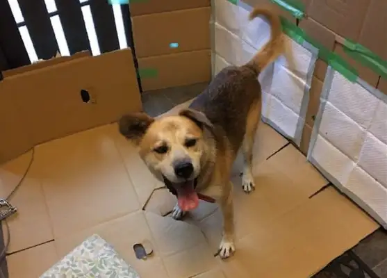 The guy put a box in the dog's nest, and he bit it all. Dog: Every day