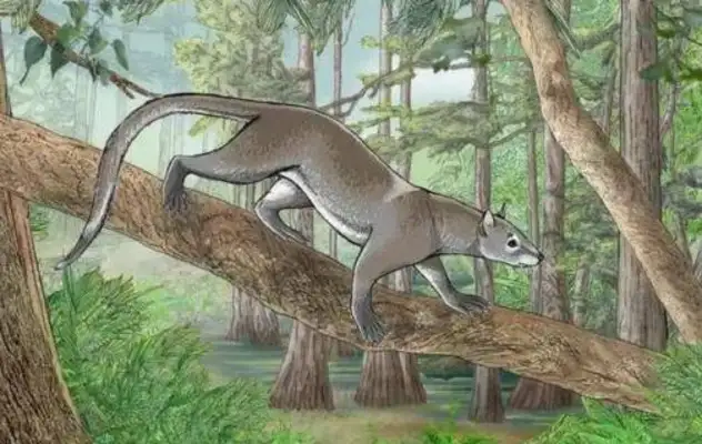 This creature, 50 million years ago, is a common ancestor of cats and dogs