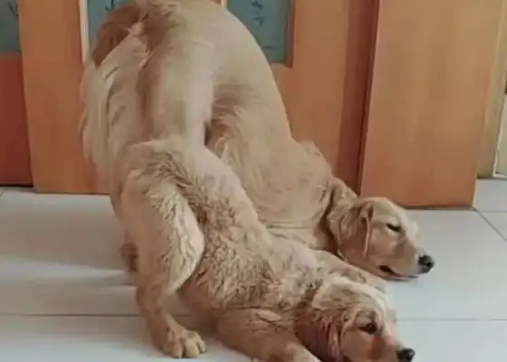 Little blondie made a mistake. Mom lets him put his ass up and beat him. The master saw a smile