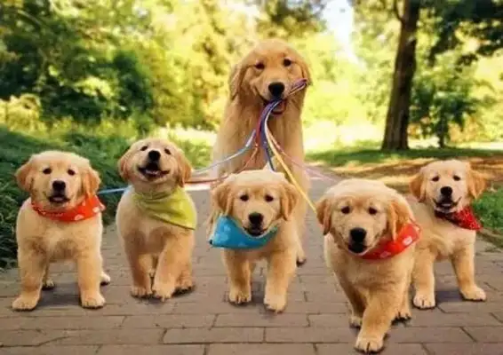 Mom was looking for a new owner on the street with a puppy, but when she saw the sign, she went back