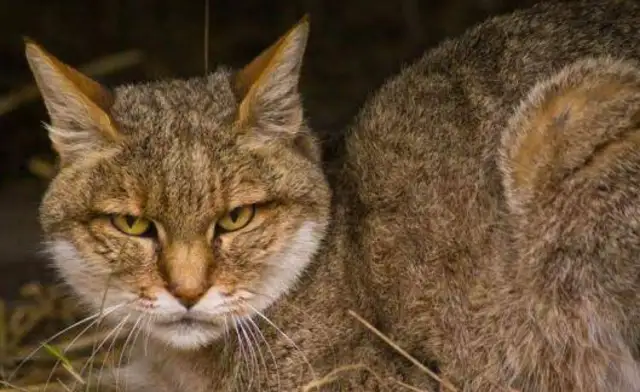 This creature, 50 million years ago, is a common ancestor of cats and dogs
