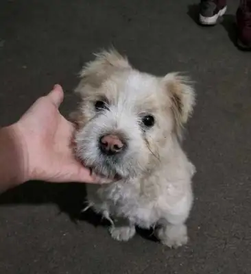 There's something wrong with your back after feeding a stray dog