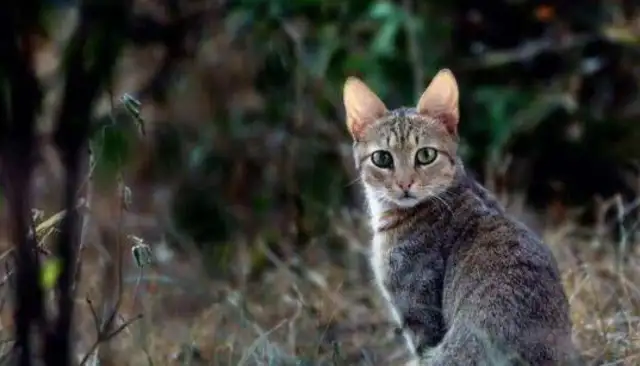 This creature, 50 million years ago, is a common ancestor of cats and dogs