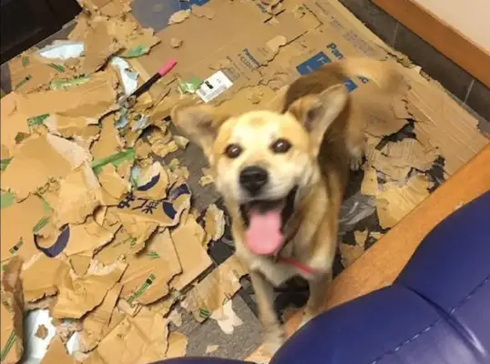 The guy put a box in the dog's nest, and he bit it all. Dog: Every day