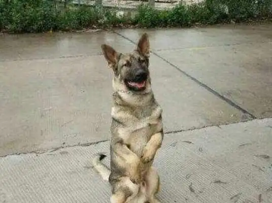 The dog found out about the good man and found out that he was a wolf
