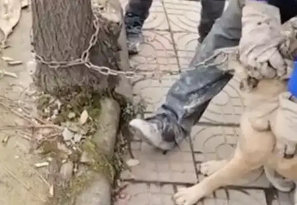 Father is going to sell his dog, his son is going to stop him and he's being scolded