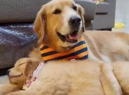 Little blondie made a mistake. Mom lets him put his ass up and beat him. The master saw a smile