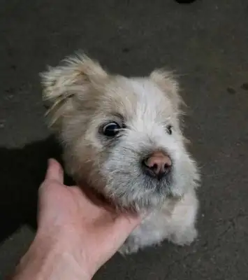 There's something wrong with your back after feeding a stray dog