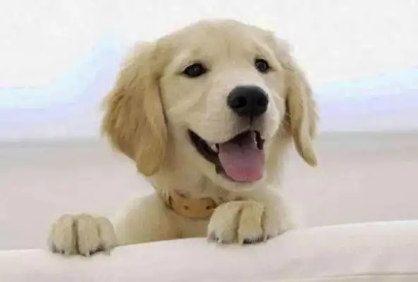 Let the dog drill the slippers, and the dog won't move