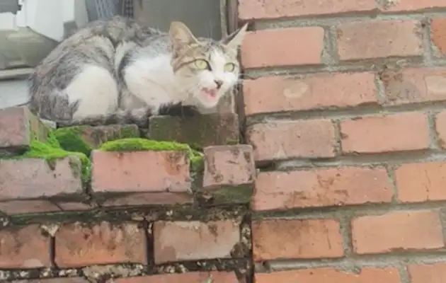 The flood came home, and the dog was a little angry to see the owner
