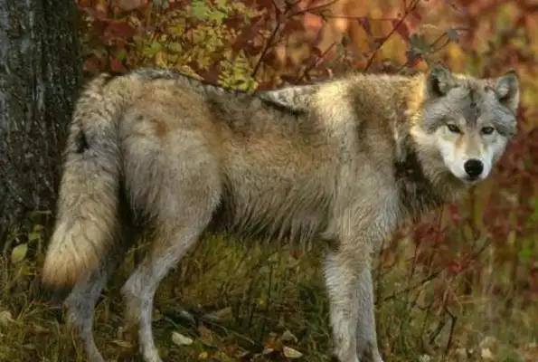 This creature, 50 million years ago, is a common ancestor of cats and dogs