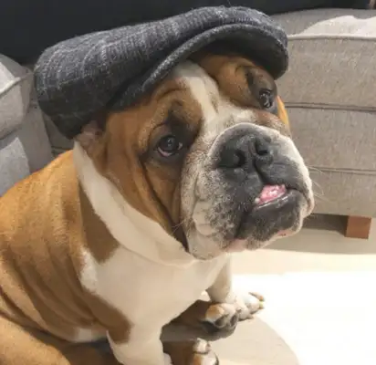 In the case of pneumonia, the dog's families warmed their neighbors, but they burned them