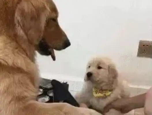 Little blondie made a mistake. Mom lets him put his ass up and beat him. The master saw a smile