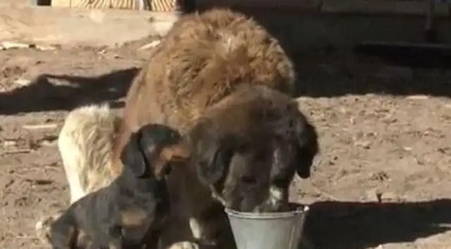 Little Weenie saved a Saint Bernard 10 times his size