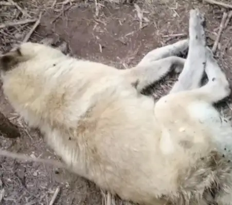 Eight years for a Chinese dog until his life is over and he's gone