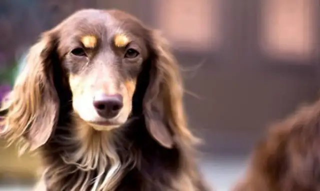 The owner paid for the dog's eyebrows to get smoked and get it into trouble