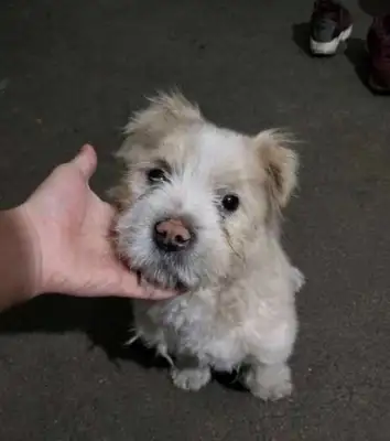 There's something wrong with your back after feeding a stray dog