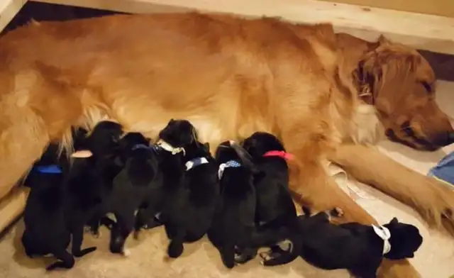 Blonde is in two-hundred-hundred, eight milk dogs, and the master is not happy