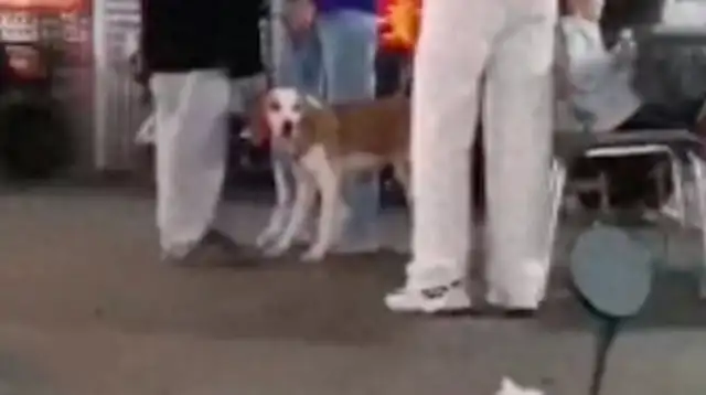 Is it reasonable or illegal for a girl to find a dog who's been missing for two days and ask for 1,000 to be returned to the owner