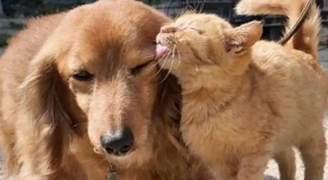 He was walking his dog, and he ran into a hot orange with a dog all the way, like a dog licker