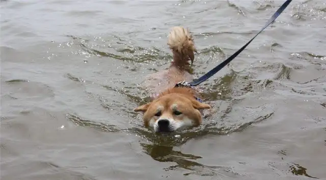 The dog's temperament is more moderate, but it's also more reckless