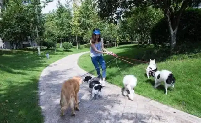 Electrocution in pet dogs. Who's responsible