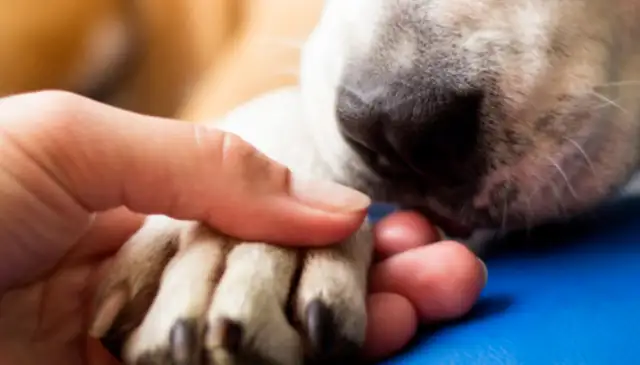 To put a dog to death, a friend of the Internet received the weirdest mission of his life