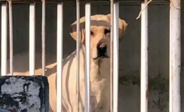 During the epidemic, he helped his neighbours feed their dogs for more than 20 days and explained good deeds