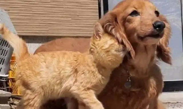 He was walking his dog, and he ran into a hot orange with a dog all the way, like a dog licker