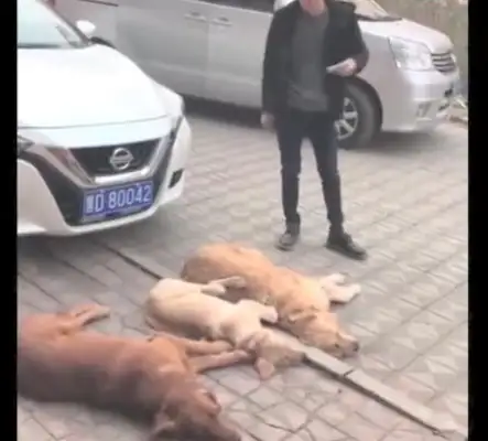 Three golden dogs blackmailed the owner of the car and ordered that he pay for a lot of food