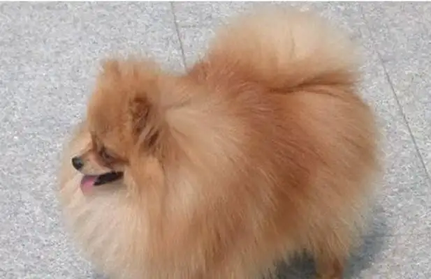 The dog has been abandoned by the master, and his last act has left the master with the liver. Break