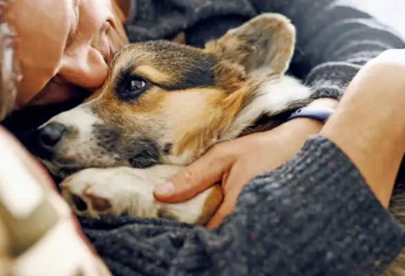 To put a dog to death, a friend of the Internet received the weirdest mission of his life