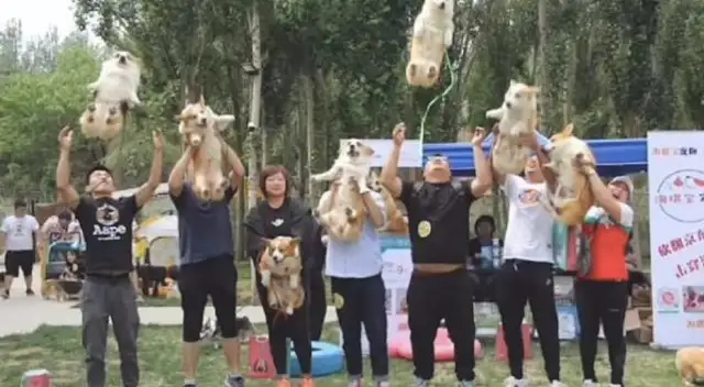The master was carrying his own Coki picture, and many of them threw their dogs in the air