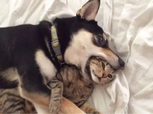 What do you call a dog healthy and safe